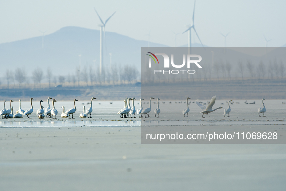 A large number of northbound migratory birds are being seen at the Wolong Lake Ecological Zone in Shenyang, Liaoning Province, China, on Mar...