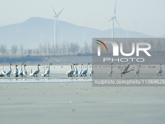 A large number of northbound migratory birds are being seen at the Wolong Lake Ecological Zone in Shenyang, Liaoning Province, China, on Mar...