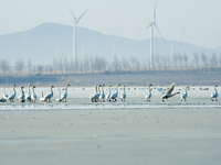 A large number of northbound migratory birds are being seen at the Wolong Lake Ecological Zone in Shenyang, Liaoning Province, China, on Mar...