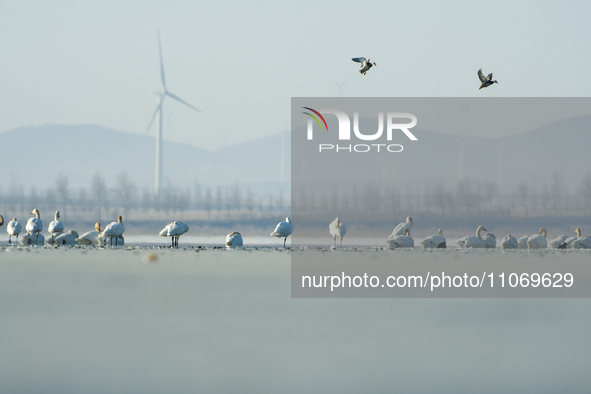 A large number of northbound migratory birds are being seen at the Wolong Lake Ecological Zone in Shenyang, Liaoning Province, China, on Mar...