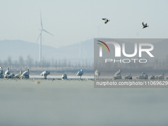 A large number of northbound migratory birds are being seen at the Wolong Lake Ecological Zone in Shenyang, Liaoning Province, China, on Mar...