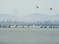 A large number of northbound migratory birds are being seen at the Wolong Lake Ecological Zone in Shenyang, Liaoning Province, China, on Mar...