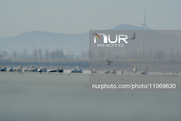 A large number of northbound migratory birds are being seen at the Wolong Lake Ecological Zone in Shenyang, Liaoning Province, China, on Mar...