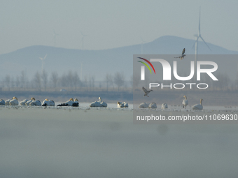 A large number of northbound migratory birds are being seen at the Wolong Lake Ecological Zone in Shenyang, Liaoning Province, China, on Mar...