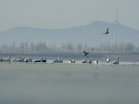 A large number of northbound migratory birds are being seen at the Wolong Lake Ecological Zone in Shenyang, Liaoning Province, China, on Mar...