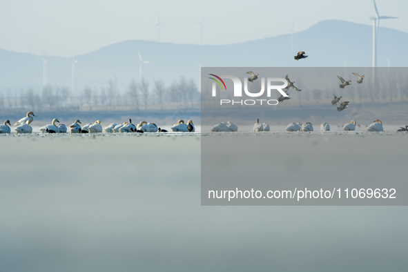 A large number of northbound migratory birds are being seen at the Wolong Lake Ecological Zone in Shenyang, Liaoning Province, China, on Mar...