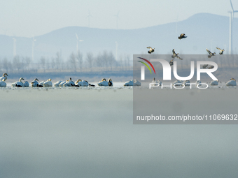 A large number of northbound migratory birds are being seen at the Wolong Lake Ecological Zone in Shenyang, Liaoning Province, China, on Mar...