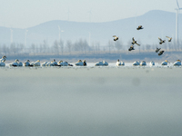 A large number of northbound migratory birds are being seen at the Wolong Lake Ecological Zone in Shenyang, Liaoning Province, China, on Mar...