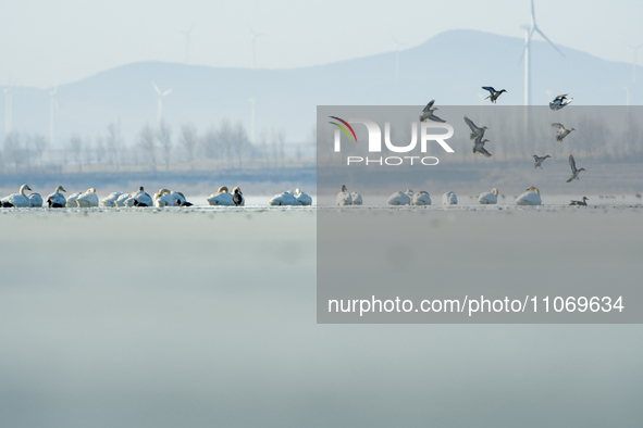 A large number of northbound migratory birds are being seen at the Wolong Lake Ecological Zone in Shenyang, Liaoning Province, China, on Mar...