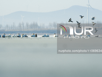 A large number of northbound migratory birds are being seen at the Wolong Lake Ecological Zone in Shenyang, Liaoning Province, China, on Mar...