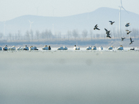 A large number of northbound migratory birds are being seen at the Wolong Lake Ecological Zone in Shenyang, Liaoning Province, China, on Mar...