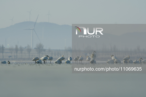 A large number of northbound migratory birds are being seen at the Wolong Lake Ecological Zone in Shenyang, Liaoning Province, China, on Mar...