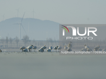 A large number of northbound migratory birds are being seen at the Wolong Lake Ecological Zone in Shenyang, Liaoning Province, China, on Mar...