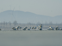 A large number of northbound migratory birds are being seen at the Wolong Lake Ecological Zone in Shenyang, Liaoning Province, China, on Mar...