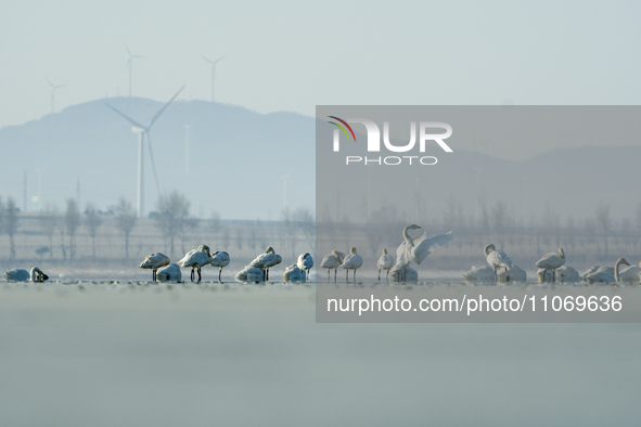 A large number of northbound migratory birds are being seen at the Wolong Lake Ecological Zone in Shenyang, Liaoning Province, China, on Mar...