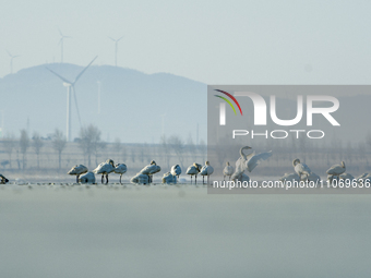 A large number of northbound migratory birds are being seen at the Wolong Lake Ecological Zone in Shenyang, Liaoning Province, China, on Mar...