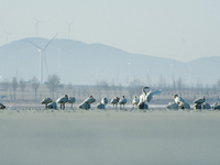 A large number of northbound migratory birds are being seen at the Wolong Lake Ecological Zone in Shenyang, Liaoning Province, China, on Mar...