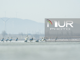 A large number of northbound migratory birds are being seen at the Wolong Lake Ecological Zone in Shenyang, Liaoning Province, China, on Mar...