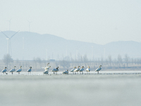 A large number of northbound migratory birds are being seen at the Wolong Lake Ecological Zone in Shenyang, Liaoning Province, China, on Mar...