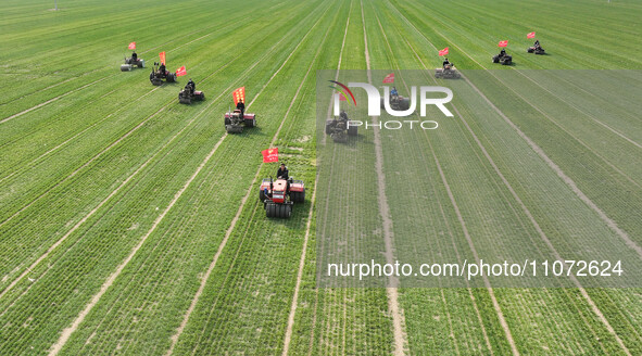 Farmers are driving machines to suppress wheat seedlings in a field in Zouping, China, on March 13, 2024. 