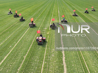 Farmers are driving machines to suppress wheat seedlings in a field in Zouping, China, on March 13, 2024. (