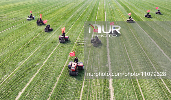 Farmers are driving machines to suppress wheat seedlings in a field in Zouping, China, on March 13, 2024. 