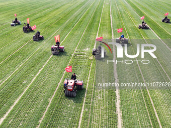 Farmers are driving machines to suppress wheat seedlings in a field in Zouping, China, on March 13, 2024. (