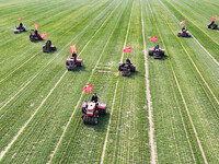 Farmers are driving machines to suppress wheat seedlings in a field in Zouping, China, on March 13, 2024. (