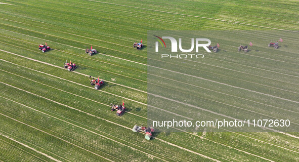 Farmers are driving machines to suppress wheat seedlings in a field in Zouping, China, on March 13, 2024. 