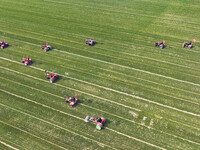 Farmers are driving machines to suppress wheat seedlings in a field in Zouping, China, on March 13, 2024. (