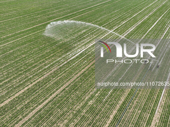 A farmer is driving a machine to spray a field in Zouping, China, on March 13, 2024. (