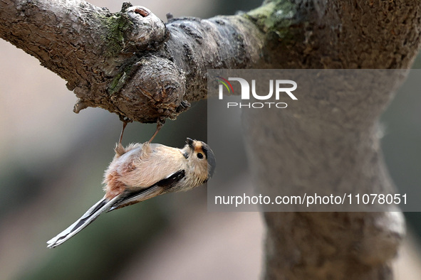 A bird is foraging among the branches of apricot flowers at Donghu Park in Zaozhuang, China, on March 16, 2024. 