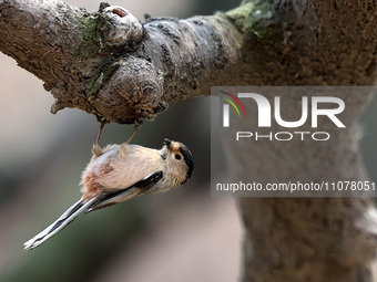 A bird is foraging among the branches of apricot flowers at Donghu Park in Zaozhuang, China, on March 16, 2024. (