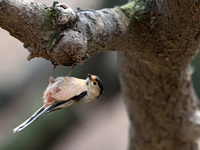 A bird is foraging among the branches of apricot flowers at Donghu Park in Zaozhuang, China, on March 16, 2024. (