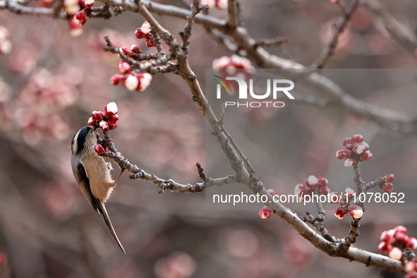 A bird is foraging among the branches of apricot flowers at Donghu Park in Zaozhuang, China, on March 16, 2024. 