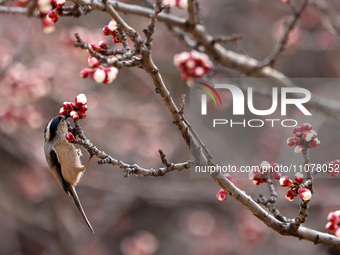 A bird is foraging among the branches of apricot flowers at Donghu Park in Zaozhuang, China, on March 16, 2024. (