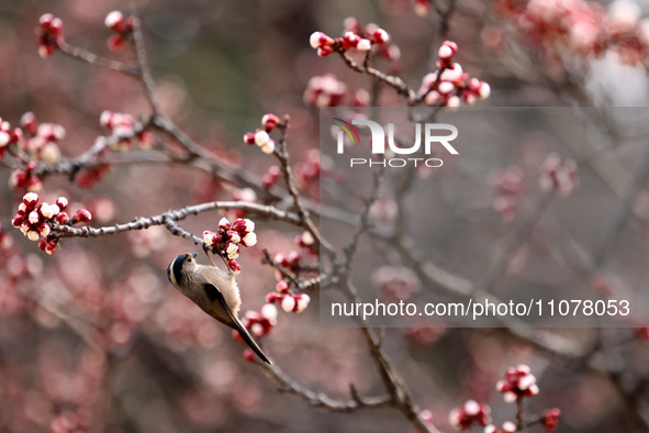 A bird is foraging among the branches of apricot flowers at Donghu Park in Zaozhuang, China, on March 16, 2024. 