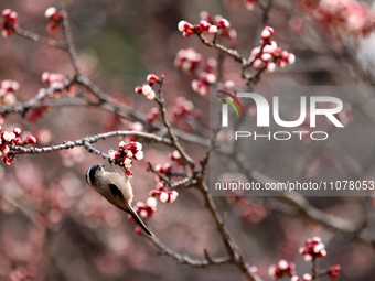 A bird is foraging among the branches of apricot flowers at Donghu Park in Zaozhuang, China, on March 16, 2024. (