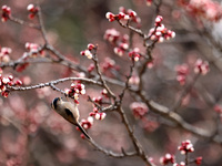 A bird is foraging among the branches of apricot flowers at Donghu Park in Zaozhuang, China, on March 16, 2024. (