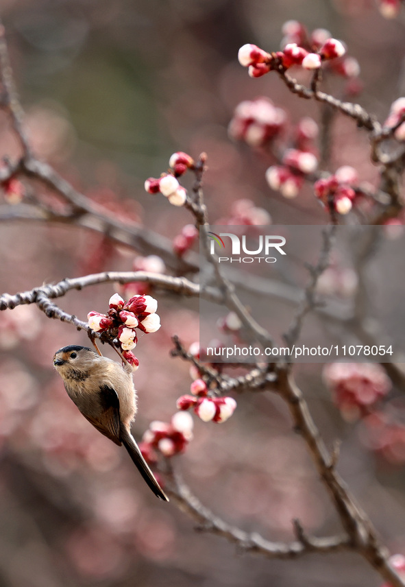 A bird is foraging among the branches of apricot flowers at Donghu Park in Zaozhuang, China, on March 16, 2024. 