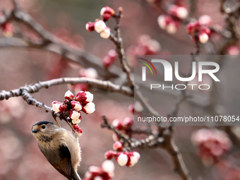 A bird is foraging among the branches of apricot flowers at Donghu Park in Zaozhuang, China, on March 16, 2024. (