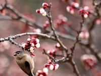 A bird is foraging among the branches of apricot flowers at Donghu Park in Zaozhuang, China, on March 16, 2024. (