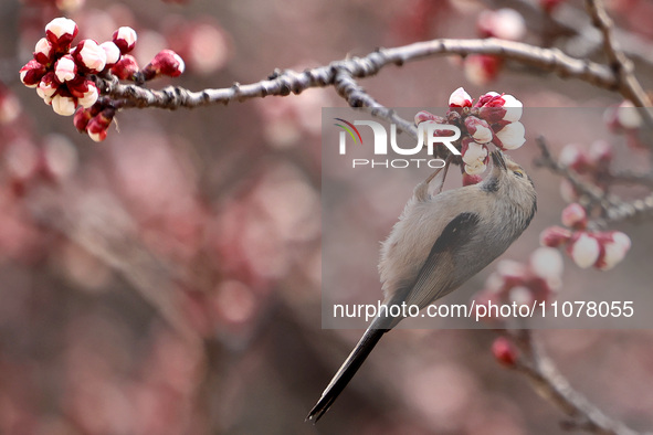 A bird is foraging among the branches of apricot flowers at Donghu Park in Zaozhuang, China, on March 16, 2024. 