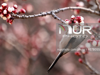 A bird is foraging among the branches of apricot flowers at Donghu Park in Zaozhuang, China, on March 16, 2024. (