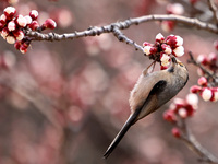 A bird is foraging among the branches of apricot flowers at Donghu Park in Zaozhuang, China, on March 16, 2024. (