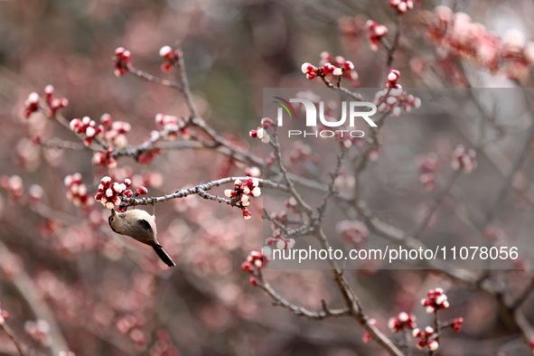 A bird is foraging among the branches of apricot flowers at Donghu Park in Zaozhuang, China, on March 16, 2024. 