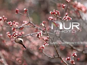 A bird is foraging among the branches of apricot flowers at Donghu Park in Zaozhuang, China, on March 16, 2024. (