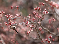 A bird is foraging among the branches of apricot flowers at Donghu Park in Zaozhuang, China, on March 16, 2024. (