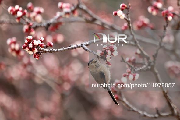 A bird is foraging among the branches of apricot flowers at Donghu Park in Zaozhuang, China, on March 16, 2024. 