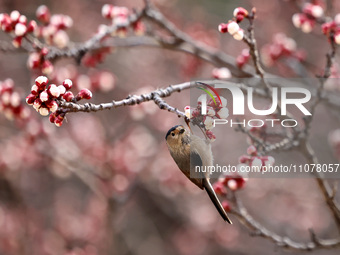 A bird is foraging among the branches of apricot flowers at Donghu Park in Zaozhuang, China, on March 16, 2024. (